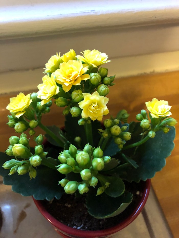 YqFBuRXNSTmKioDfLhXxfA