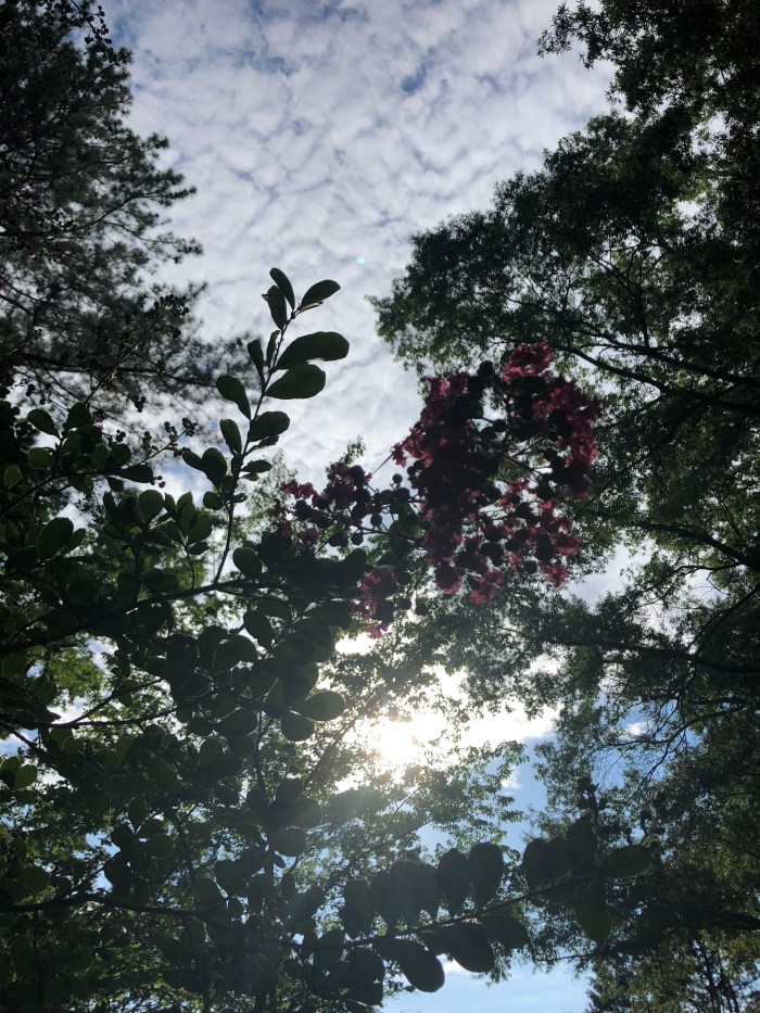 wqrXuEifSzKLitnUydAMcw